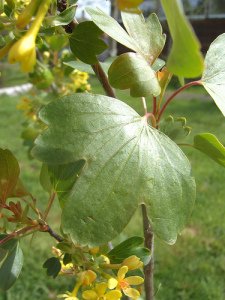 Ribes aureum foliage - California Supplemental Exam for Landscape Architects