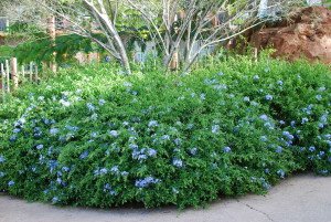 Plumbago auriculata - Cape Plumbago - Grow under California Native Oaks - California Supplemental Exam for landscape architects