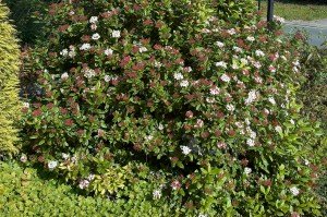 Viburnum tinus ‘Spring Bouquet' — Laurestinus - California Supplemental Exam for landscape architects