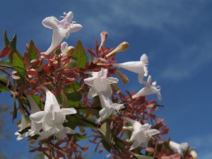 Abelia grandiflora - Glossy Abelia - Grows Under California Oak Trees - California Supplemental Exam for Landscape Architects
