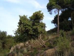 Arbutus unedo - Strawberry Tree - Plant under California Native Oak Trees - California Supplemental Exam for landscape architects