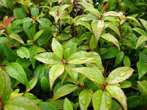 Xylosma congestum 'Compacta' — Xylosma - California Supplemental Exam for Landscape Architects