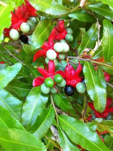 Mickey Mouse Plant - Grow Under California Native Oak Trees - California Supplemental Exam for Landscape Architects