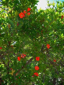 Punica granatum - Pomegranate - California Supplemental Exam for landscape architects