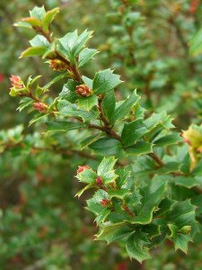 Berberis darwinii - Darwin’s Barberry