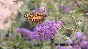 Buddleia davidii — Butterfly Bush - California Supplemental Exam for Landscape Architects