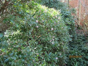 Daphne odorata - Grow Under California Oak Trees - California Supplemental Exam for Landscape Architects