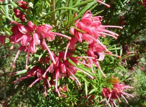 Grevillea rosmarinifolia — Rosemary Grevillea - California Supplemental Exam for Landscape Architects