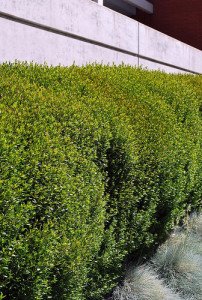 Myrtus communis - Myrtle - California Supplemental Exam for Landscape Architects