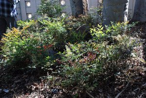 Nandina domestica - Heavenly Bamboo - California Supplemental Exam for Landscape Architects