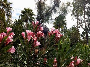 Nerium oleander - Oleander - California Supplemental Exam for Landscape Architects