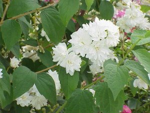 Philadelphus virginalis - Mock Orange - Grow under California Native Oak Trees