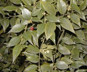 Sarcoccoca ruscifolia — Fragrant Sarcoccoca