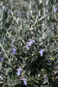 Teucrium fruticans — Bush Germander - California Supplemental Exam for landscape architects
