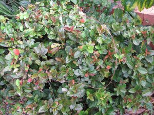 Viburnum suspensum — Sandankwa Viburnum - California Supplemental Exam for landscape architects